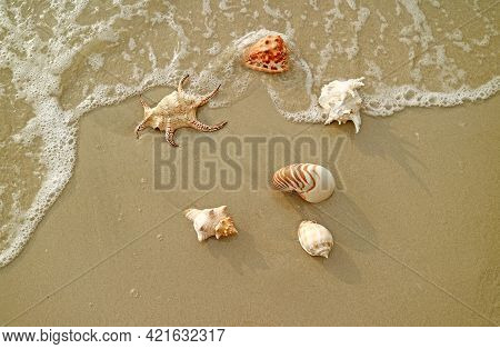 Various Types Of Natural Gorgeous Seashells On The Waves Crashing Sand Beach