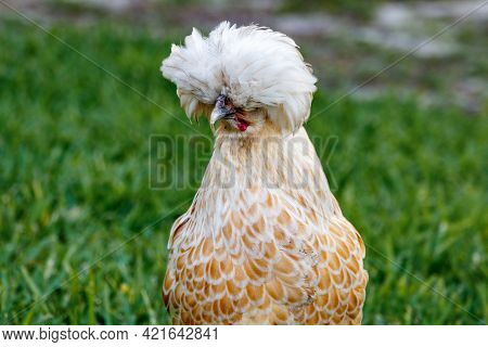 Buff Silkie Bantam Chicken Hen In A Backyard Farm In Loxahatchee Florida In Palm Beach Near Miami - 
