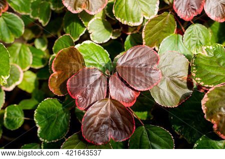 Closeup Red Autum Leaf Of Iresine Diffusa , Bloodleaf, Herbstii Plants.irisine Ornamental Plant, Bea