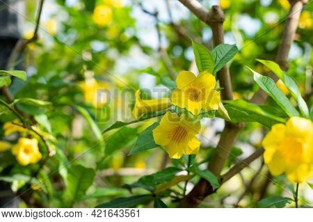 Allamanda Schottii Is A Beautiful Bright Yellow. Vibrant Yellow Large Trumpet-shaped Flowers Of Alla