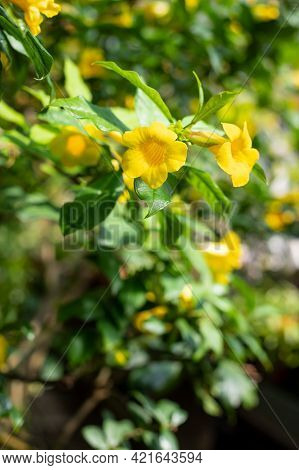 Allamanda Schottii Is A Beautiful Bright Yellow. Vibrant Yellow Large Trumpet-shaped Flowers Of Alla