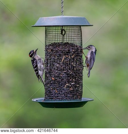Downy Woodpecker (dryobates Pubescens) And A White-breasted Nuthatch (sitta Carolinensis) Feeding On