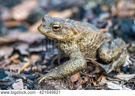 A Frog In The Woods. Forest Toad. Amphibian Jumping Through The Woods. The Toad Moves To The Lake.