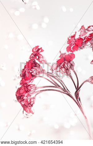 Pink yarrow flowers with air bubbles