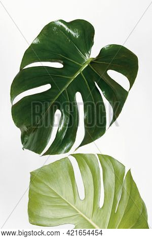 Monstera delicosa plant leaf on an off white background