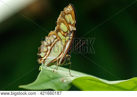 Macro Beautiful Butterfly Siproeta Stelenes Close Up