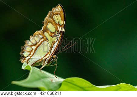 Macro Beautiful Butterfly Siproeta Stelenes Close Up
