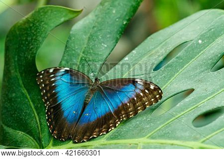 Macro Beautiful Butterfly Morpho Helenor Close Up