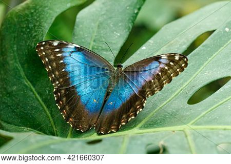 Macro Beautiful Butterfly Morpho Helenor Close Up