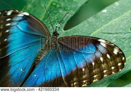 Macro Beautiful Butterfly Morpho Helenor Close Up