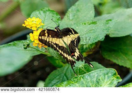 Macro Beautiful Butterfly Papilio Thoas Close Up