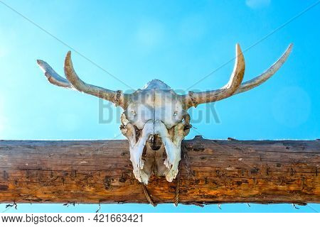Antler Or Horn On Wooden Background. Hunting Trophy.