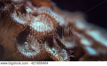 Underwater Photo - Orange Flower Like Corals Emitting Light Under Uv Bulb, Abstract Marine Backgroun