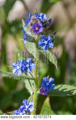 Green Alkanet (pentaglottis Sempervirens) Plant