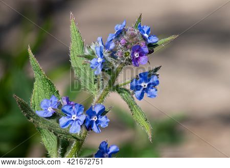 Green Alkanet (pentaglottis Sempervirens) Plant