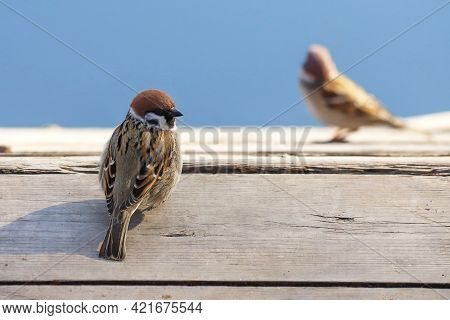 A Eurasian Tree Sparrow - Passer Montanus - Perching On The Old Wooden Deck And Glancing Back. Photo