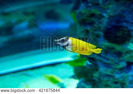 Foxface Lo Is Marine Fish From Genus Siganus Which Is Part Of Balistidae Family.
