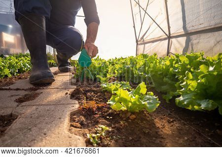 Ground Angle Shot Of A Garden Hoe Among The Lettuce Seedlings Held By A Caucasian Man, In The Greenh
