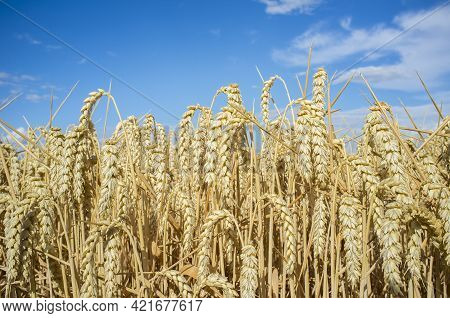 Wheat Ears Full Of Grains At Cereal Field Over Blue Sky. Low Angle View