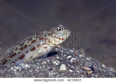 Süslü Shrimpgoby