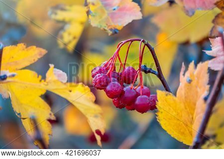 Autumn Hawthorn Branch With Red Berries And Yellow Green Leaves On A Blury Background. Autumn Leaf C