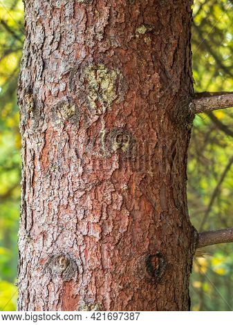 Bark Of Pine Tree. The Texture Of Spruce Bark. Seamless Tree Bark Background. Brown Texture Of The O