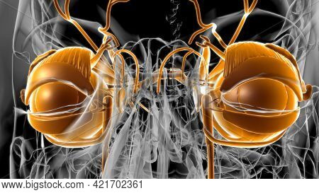Human Eyes Anatomy For Medical Concept 3D