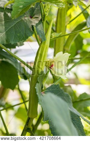 Okra Vegetable On Plant In Farm. Okra Plant Growing In Home Garden. Okra Flower