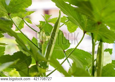 Okra Vegetable On Plant In Farm. Okra Plant Growing In Home Garden. Okra Flower