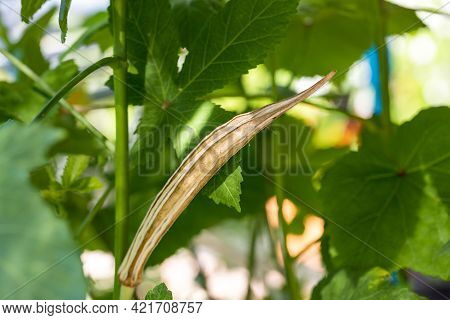 Old Okra Vegetable On Plant In Farm. Toned Okra Pod Mature And Dry On Plant For Saving Seeds. Dried 