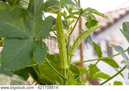 Okra Vegetable On Plant In Farm. Okra Plant Growing In Home Garden. Okra Flower