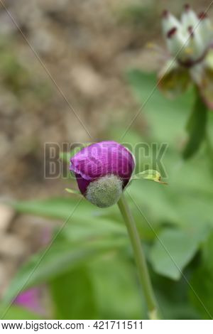 Woodland Peony Flower Bud - Latin Name - Paeonia Obovata