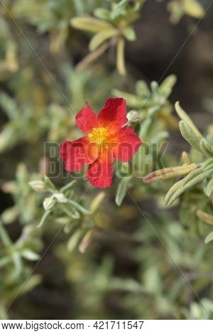 Rock Rose Fire Dragon - Latin Name - Helianthemum Fire Dragon