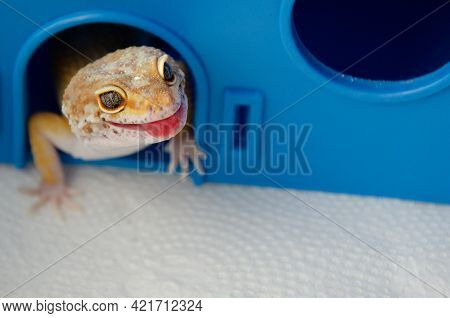 Concept Of Keeping Lizard At Home. Lizard Shows Its Tongue. Funny Pets. Adult Eublefar Lizard Licks 