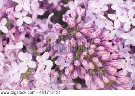Lilac In The Garden. Natural Spring Background.