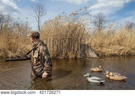 A Hunter Walks Through A Reed-covered Lake In Waist-deep Water. He Pulls Plastic Duck Decoys Tied To