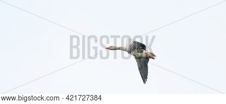 Panorama Of A Detailed Raw Goose, Anser Anser, In Flight Against Blue Sky. Webbanner, Cover Of Socia