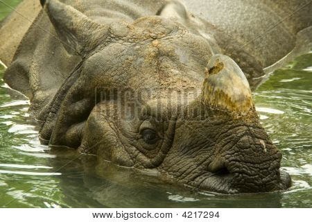 Rinoceronte indio Cincinnati Zoo