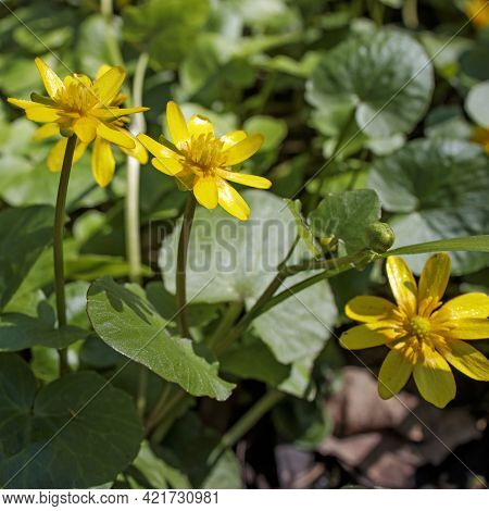 Ficaria Is A Small Genus Of Several Species Of Plants In Family Ranunculaceae, Which Were Grouped Wi