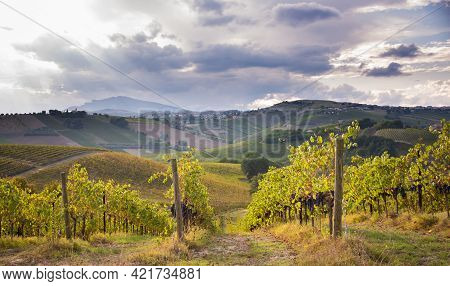 Vineyards And Winery In A Valley, Farming And Wine Pruduction