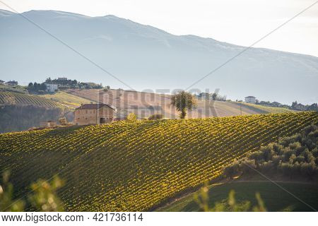 Vineyards And Winery On Hills, Farming And Wine Pruduction