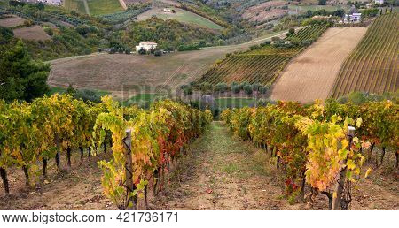 Vineyards And Winery In A Valley, Farming And Wine Pruduction