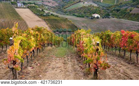 Vineyards And Winery In A Valley, Farming And Wine Pruduction