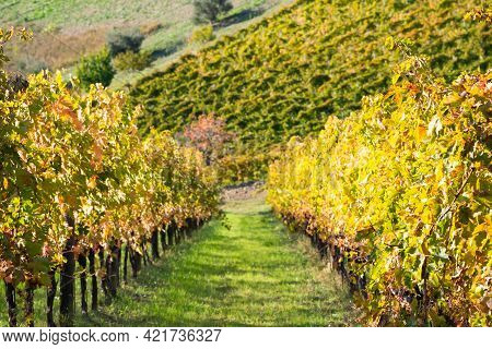 Vineyards And Winery In A Valley, Farming And Wine Pruduction