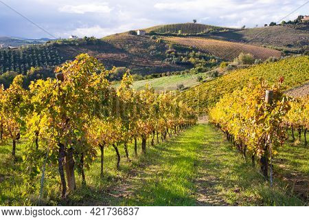 Vineyards And Winery In A Valley, Farming And Wine Pruduction