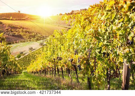 Vineyards And Winery In A Valley, Farming And Wine Pruduction