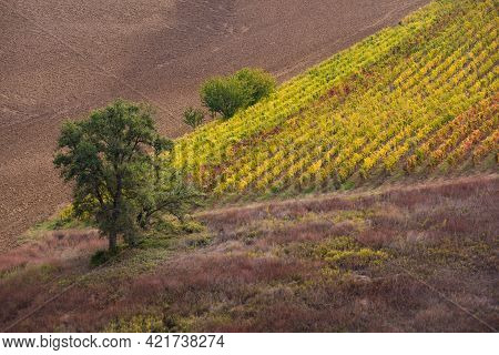 Vineyards And Winery On Hills, Farming And Wine Pruduction