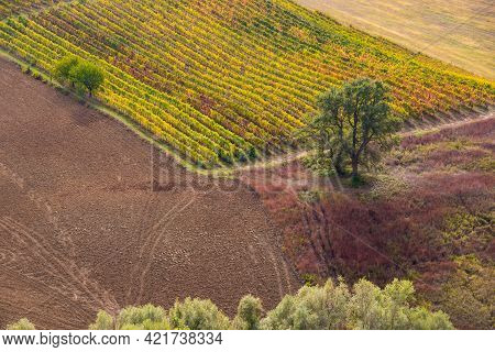 Vineyards And Winery On Hills, Farming And Wine Pruduction