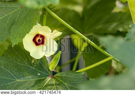 Beautiful Okra Flower Plant.  Yellow Okra Flower. Okra, Lady\'s Finger Plant Blooming