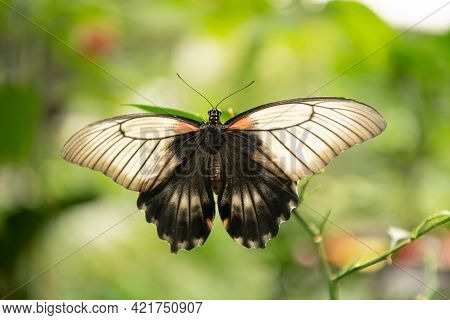 Natures Angel. Tropical Butterfly Sit On Green Plant. Beautiful Butterfly On Natural Background